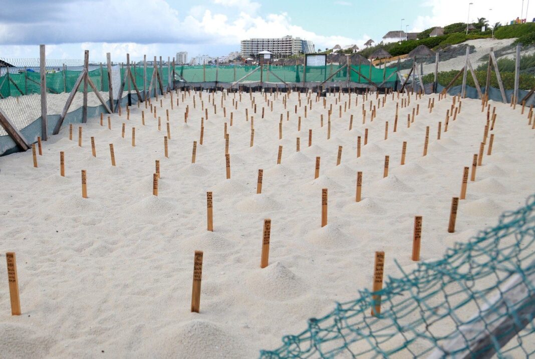 Protegen Nidos De Tortuga En Playas De Canc N