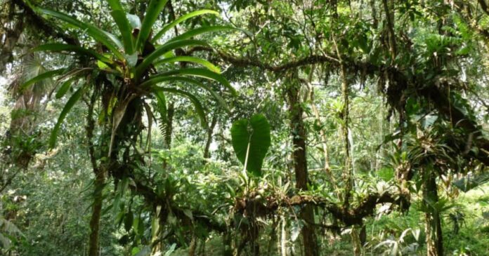 Buscan instalar ‘Tribunal de la Naturaleza’ en Península de Yucatán