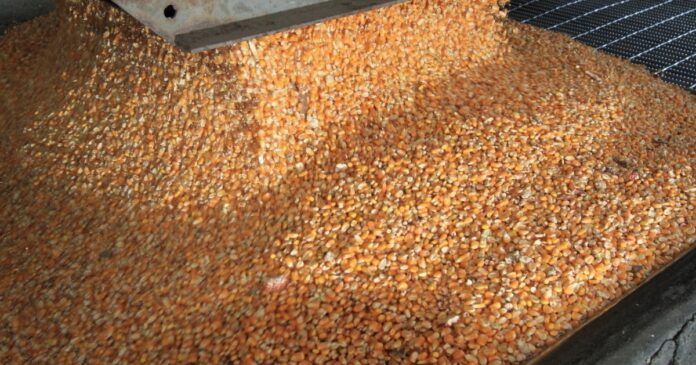 Consultas por maíz podrían llegar a pleito internacional