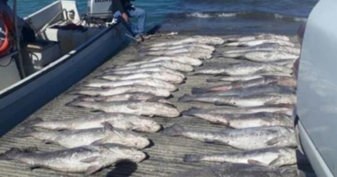 50 mil dólares por kilo; induce más pesca ilegal de totoaba