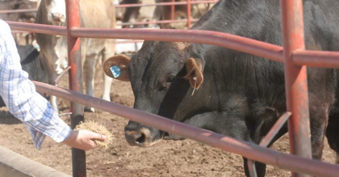 El Gobierno de Nuevo León ofreció la posibilidad de reabrir a 10 engordadoras de ganado actualmente suspendidas por irregularidades.