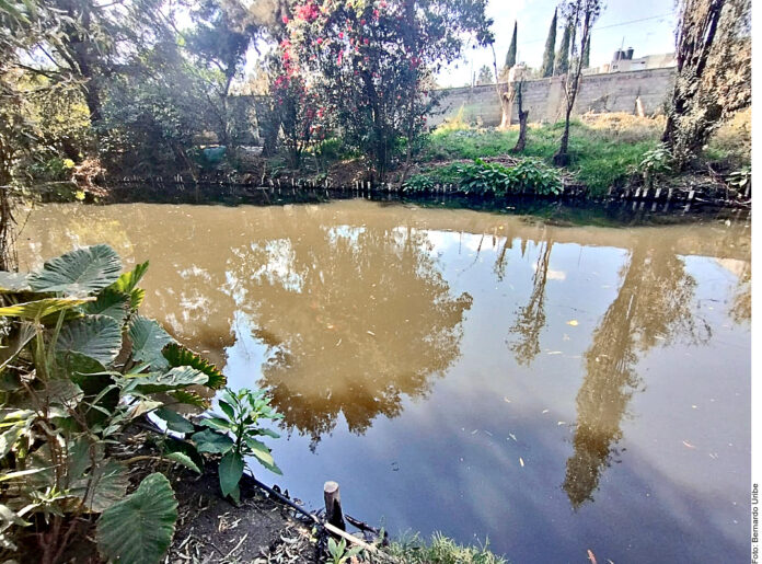 Alertan por muerte de peces en canales de Xochimilco