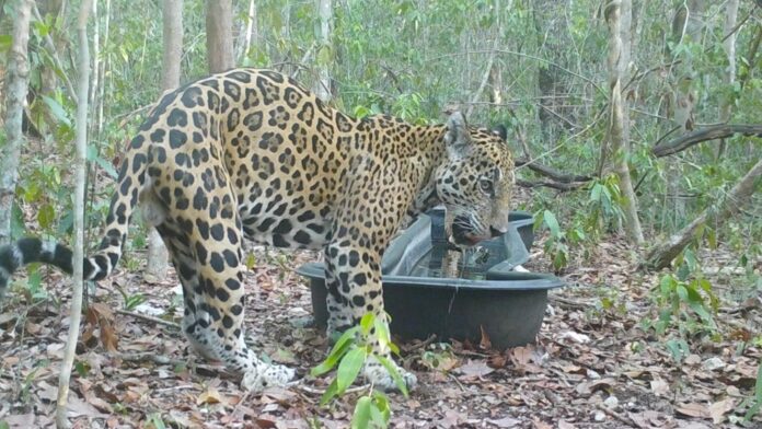 Imponen nuevo récord de Áreas Naturales Protegidas