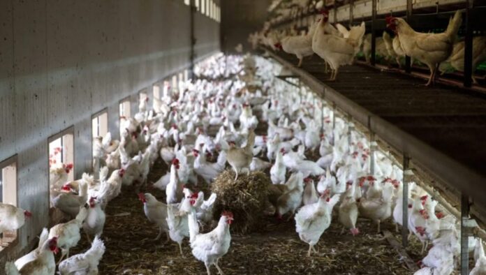 Van México y Brasil contra gripe aviar
