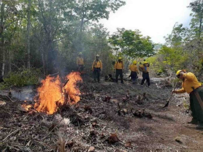 Instalan Comité en Cancún por temporada de incendios forestales