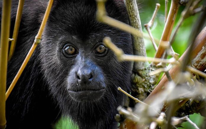 Mueren 157 monos aulladores en Chiapas y Tabasco