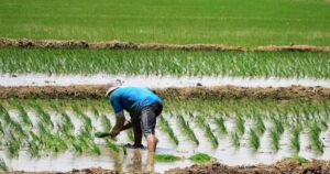 Subirían lluvias 15%  rendimiento en agropecuario