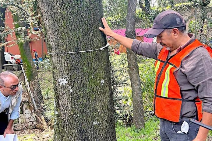 Asumen vecinos control de plagas en árboles de Coyoacán