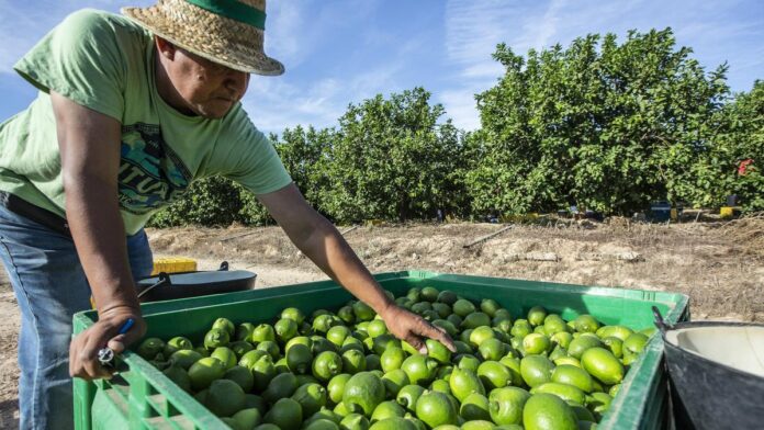 Buscan certificar productores para exportar a EU