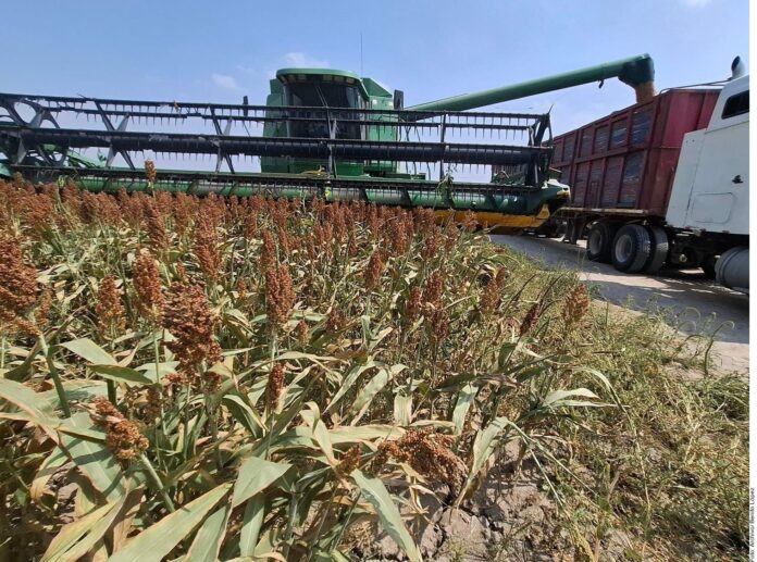 Creció producción agropecuaria y pesquera creció 4.7%, dice Sader