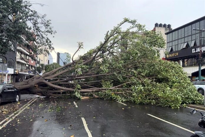 Pierde CDMX 830 árboles cada año por desplomes