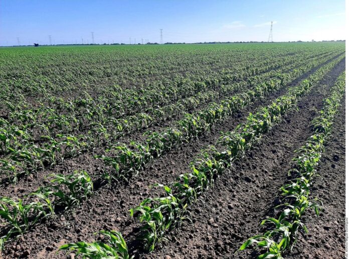 Se rezaga producción de alimentos