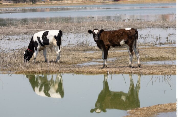 Aprueba EU 165 millones de dólares por gusano barrenador