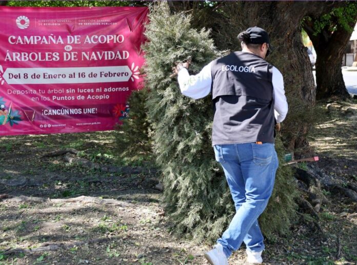 Recolectan más de 2 mil árboles navideños