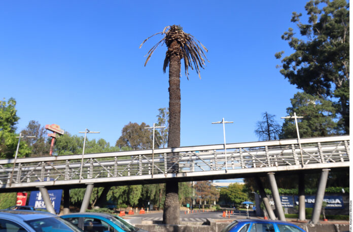 Palmeras de CDMX padecen cambio climático