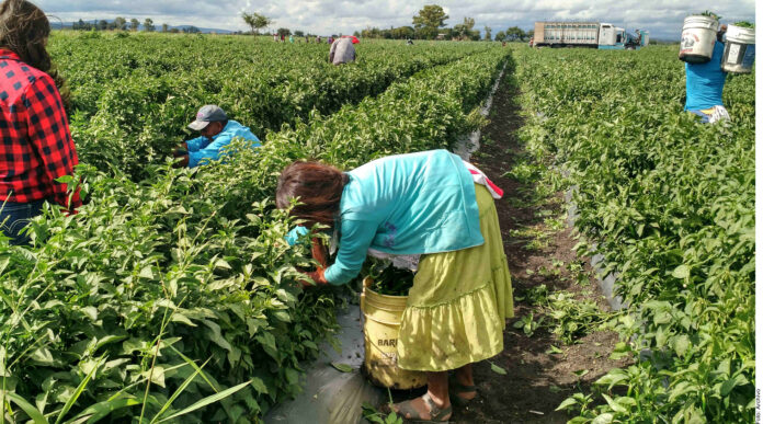 Dañará arancel a 200 mil jornaleros