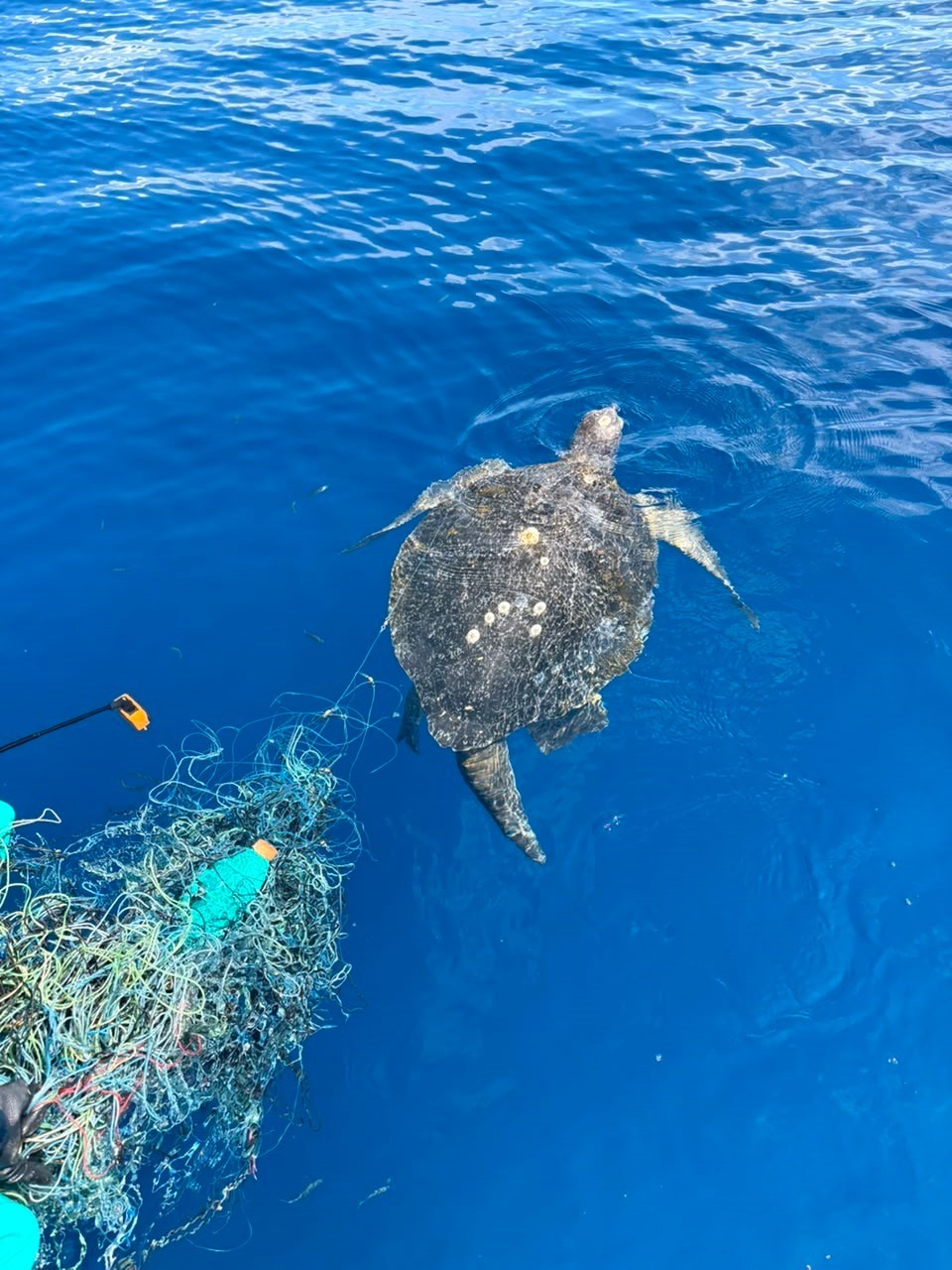 Redes Fantasma: enemigo invisible y letal en la vida marina del sureste 1 Las redes fantasma atrapan indiscriminadamente tortugas mamiferos marinos aves peces y corales