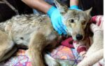 admiten-vacios-en-proyecto-de-bienestar-animal