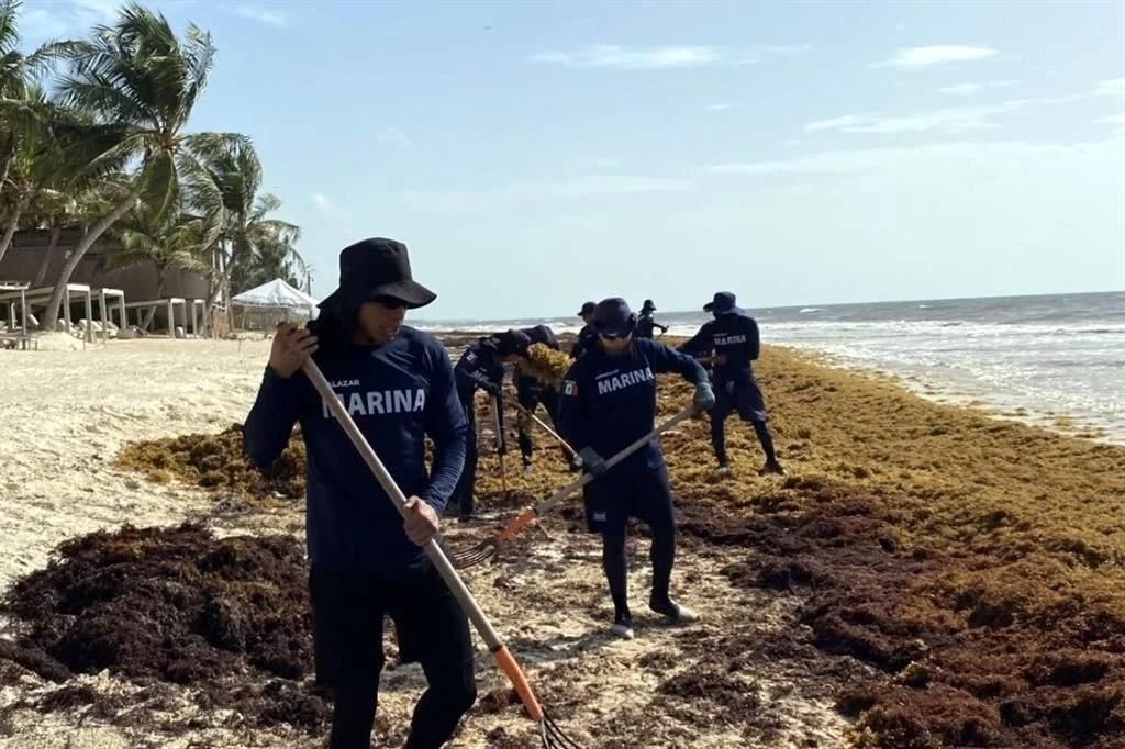 Semar reporta récord de sargazo retirado en playas de Quintana Roo durante 2026